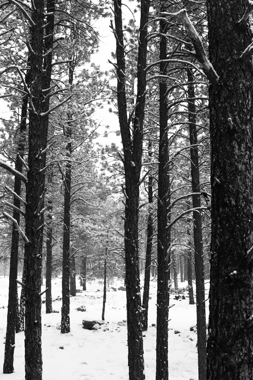 trees  winter  snow free photo