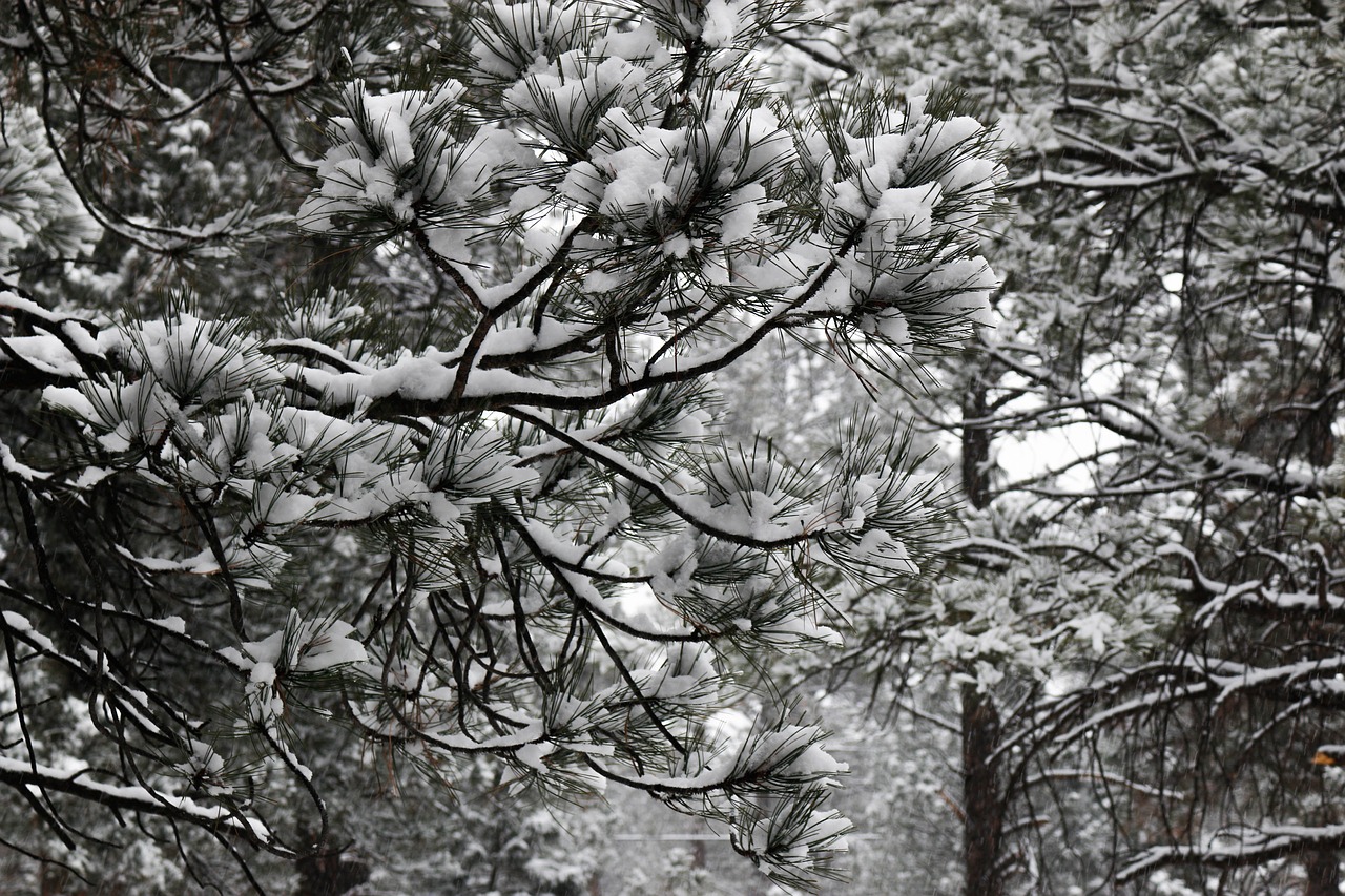 trees  winter  snow free photo