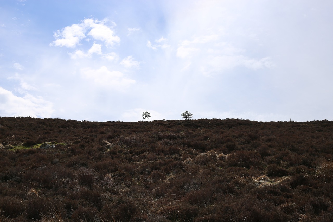 trees  nature  outside free photo