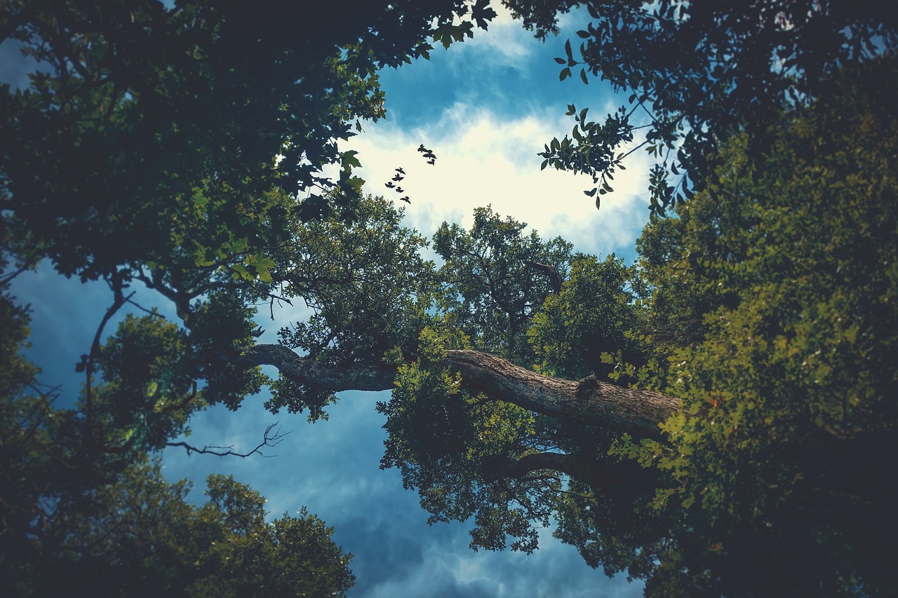 trees  clouds  sky free photo