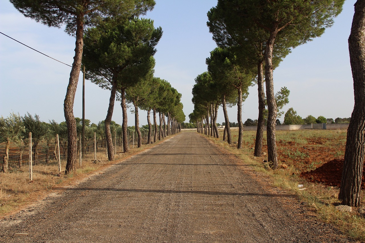 trees  path  road free photo