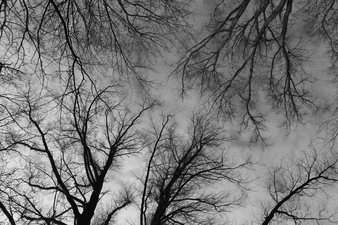 trees  treetops  branches free photo