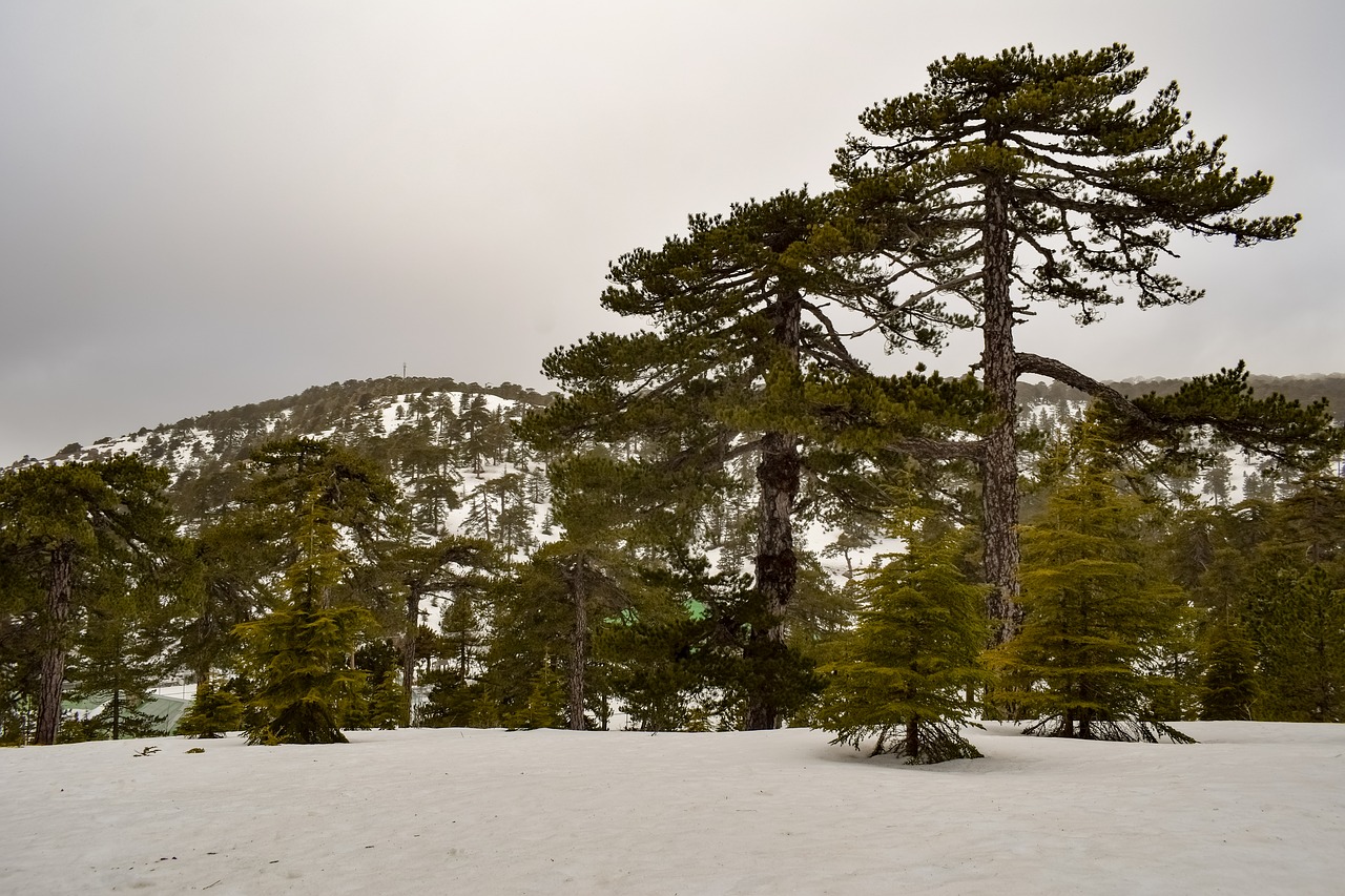 trees  mountain  snow free photo