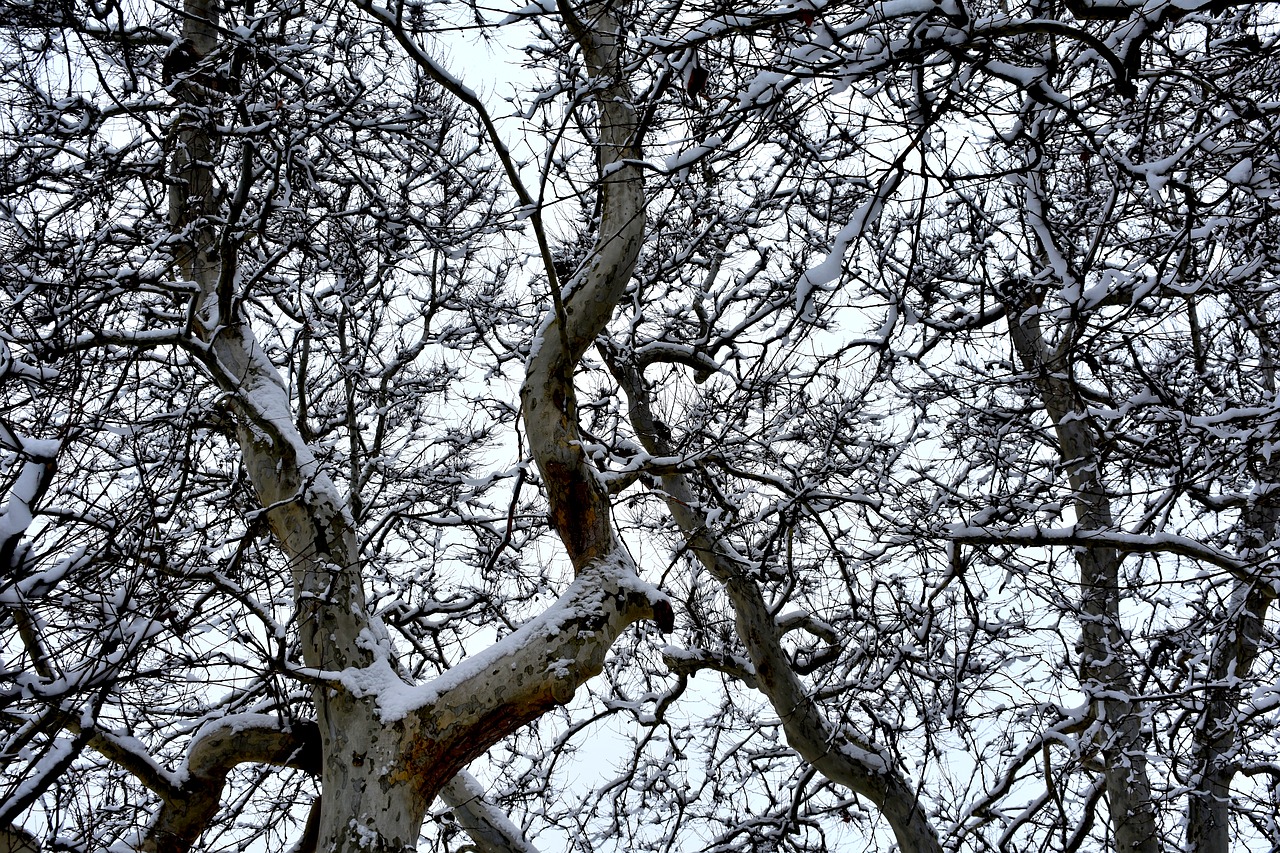 trees  branches  branch free photo