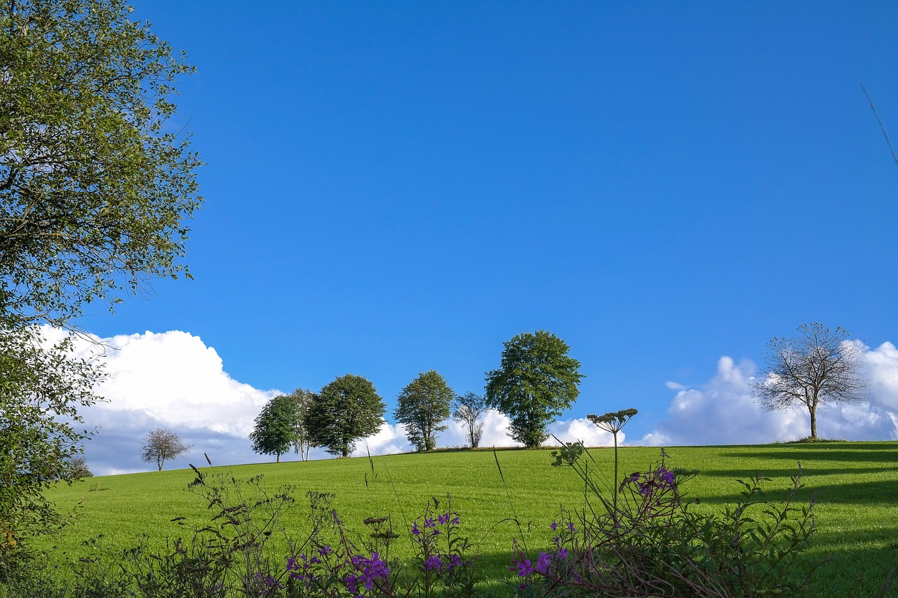 trees  meadow  clouds free photo