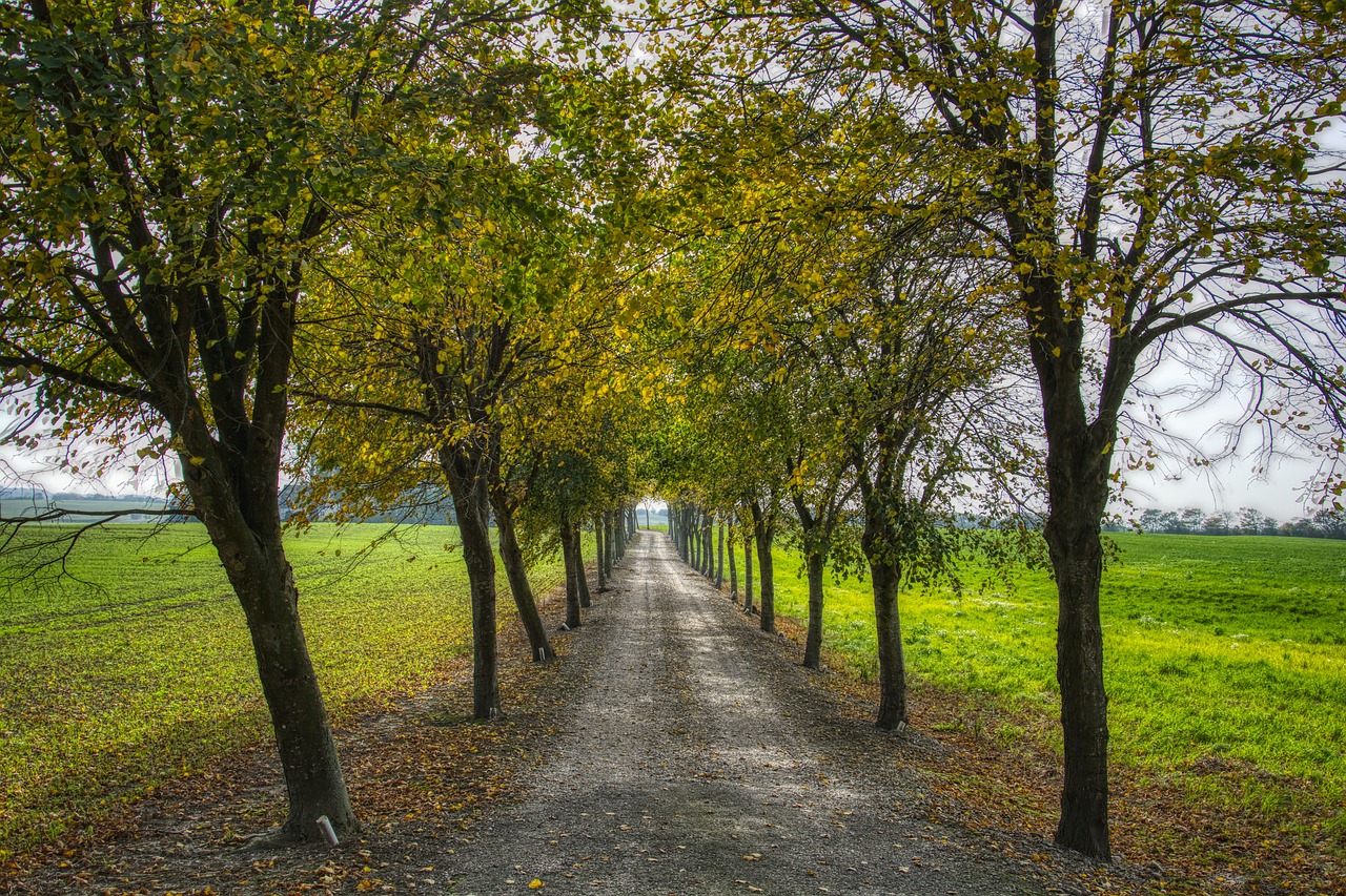 trees  alley  countryside free photo