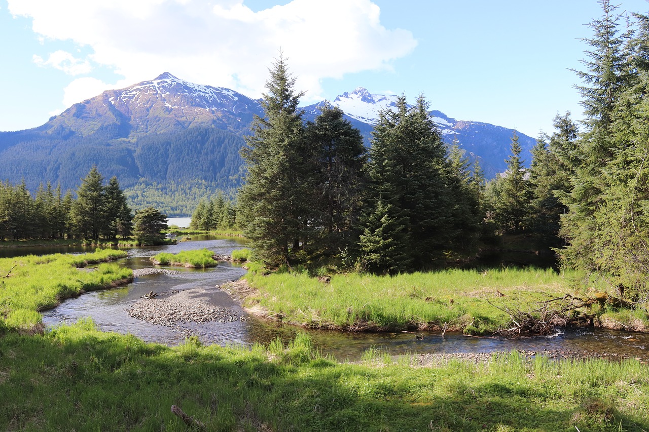 trees  mountain  stream free photo