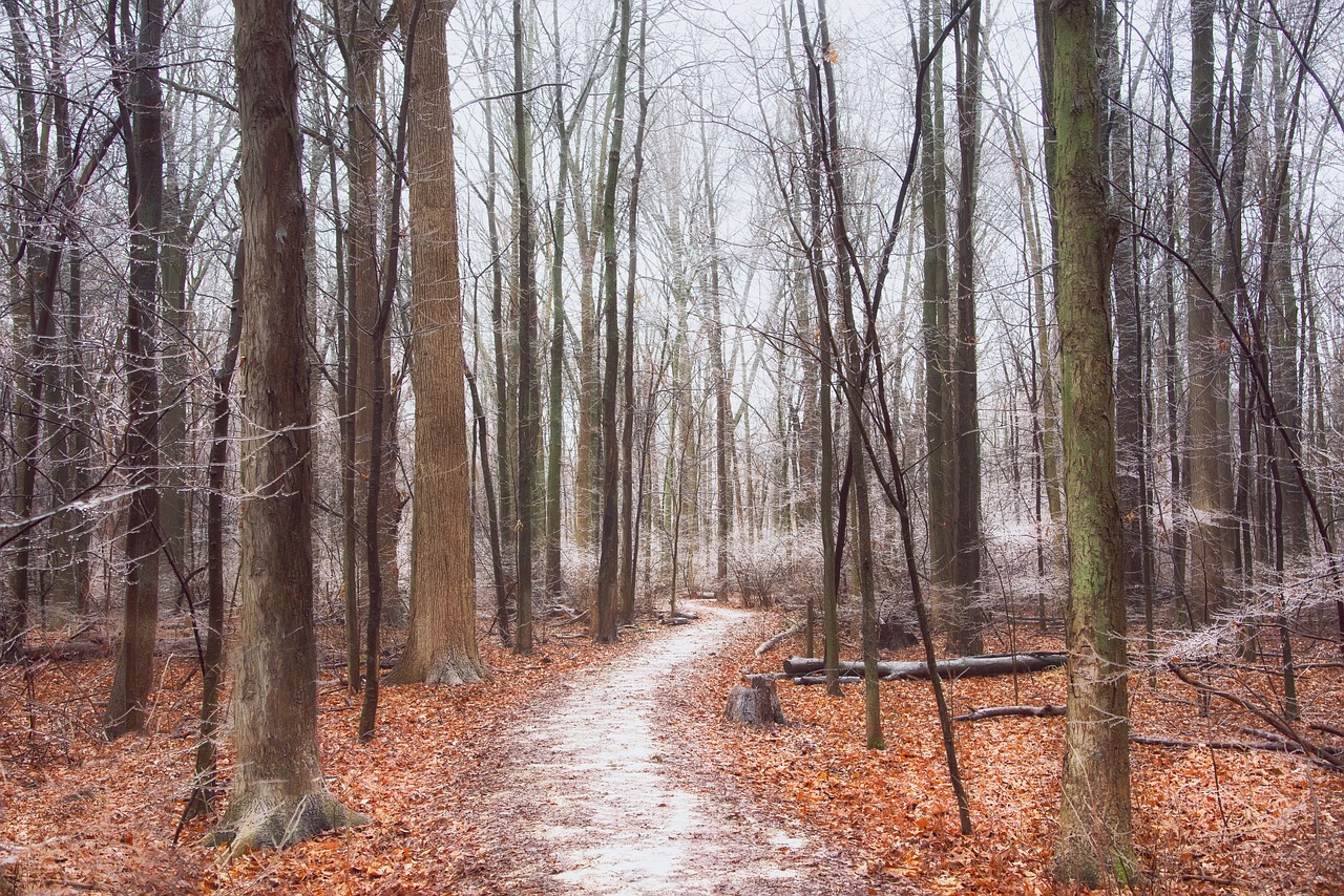 trees  forest  path free photo