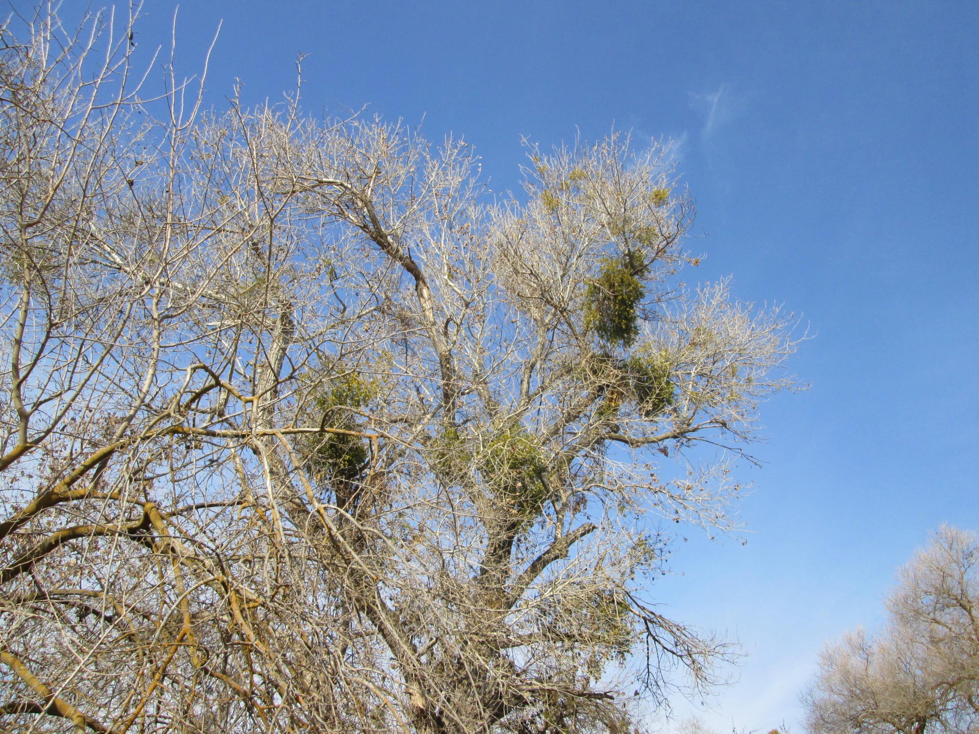 trees background tree free photo