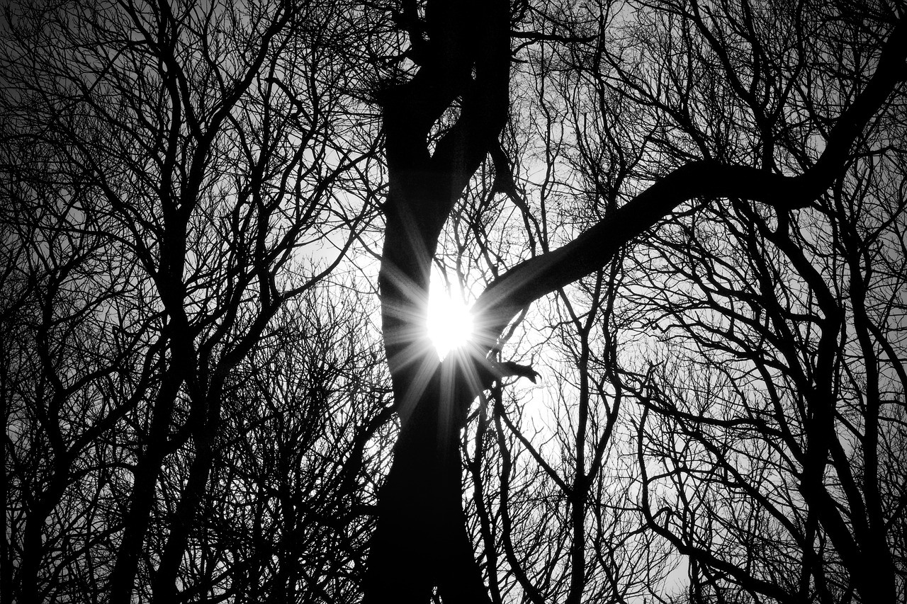 trees  silhouette  woodland free photo