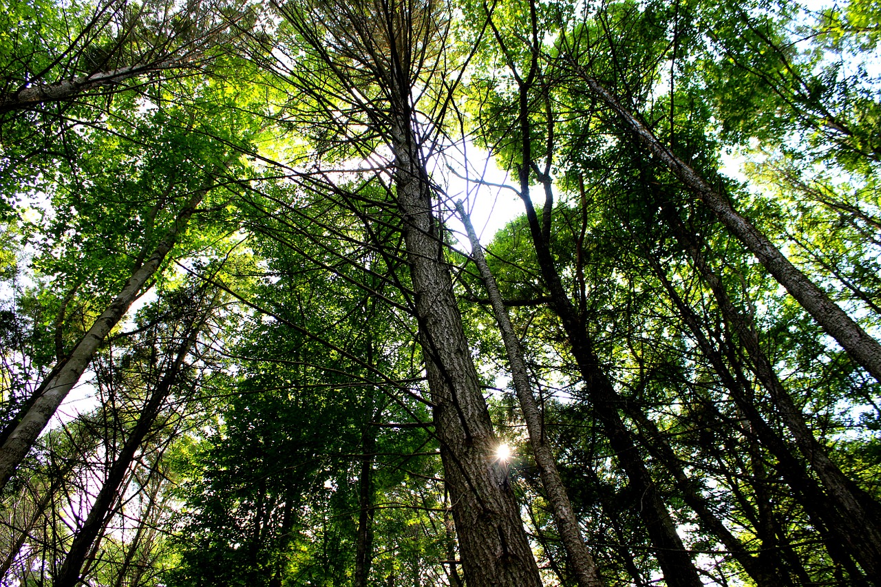 trees forest summer free photo