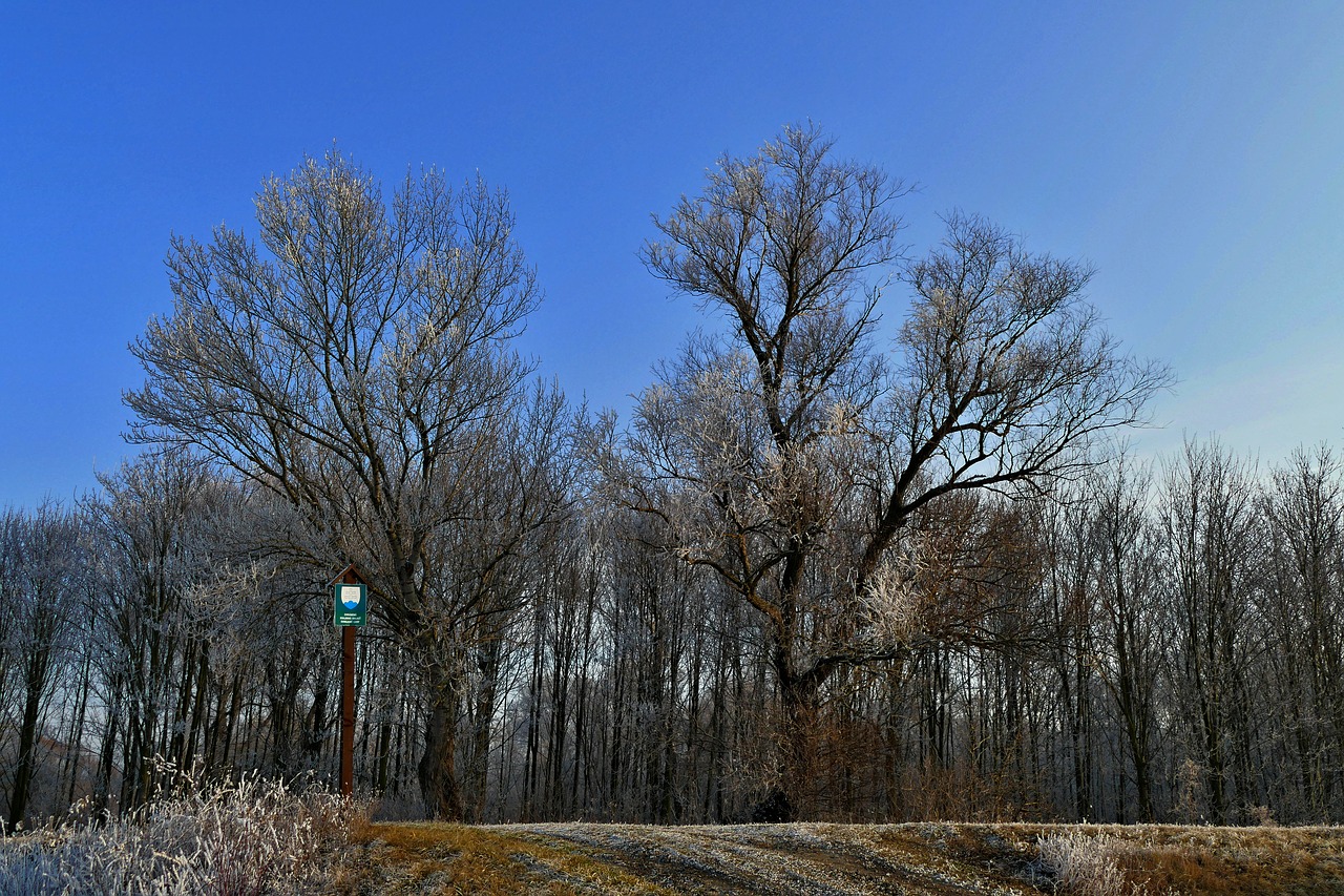 trees  forest  trade free photo