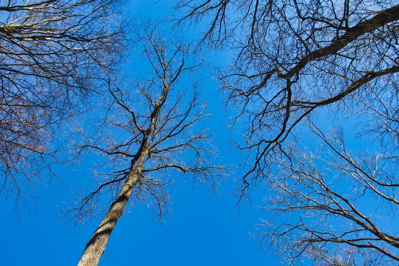trees  sky  blue free photo