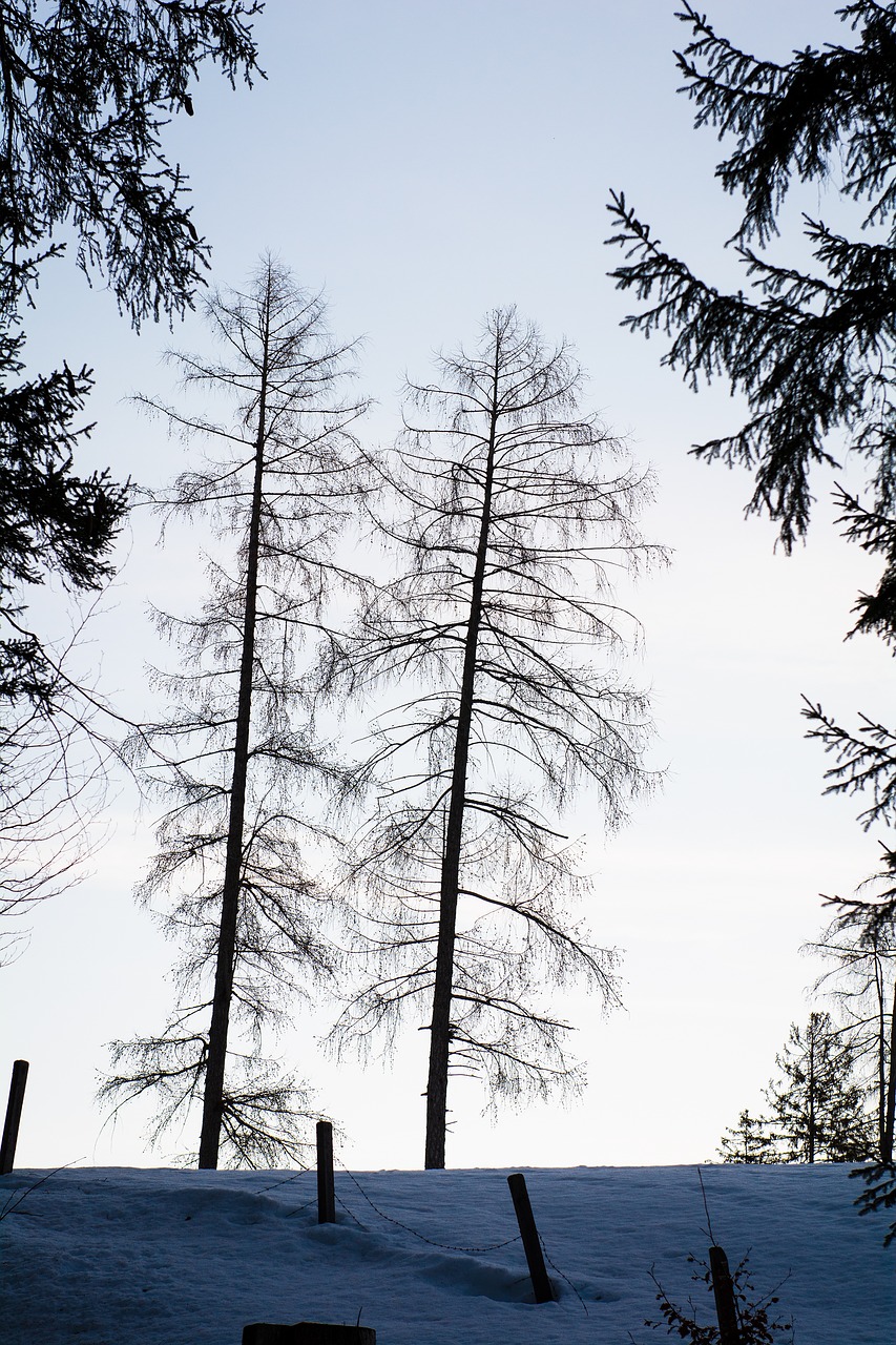 trees  winter  wintry free photo