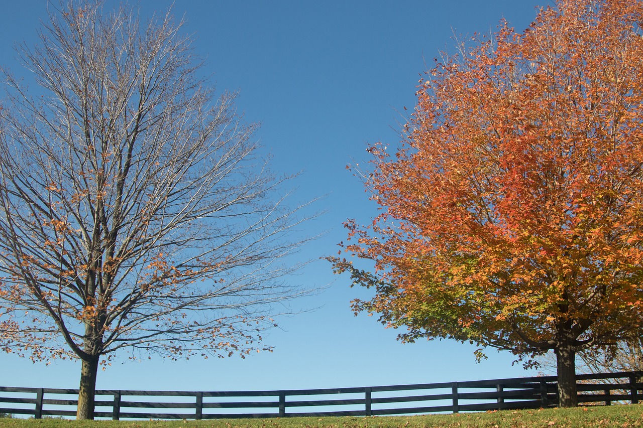 trees  sky  fall free photo