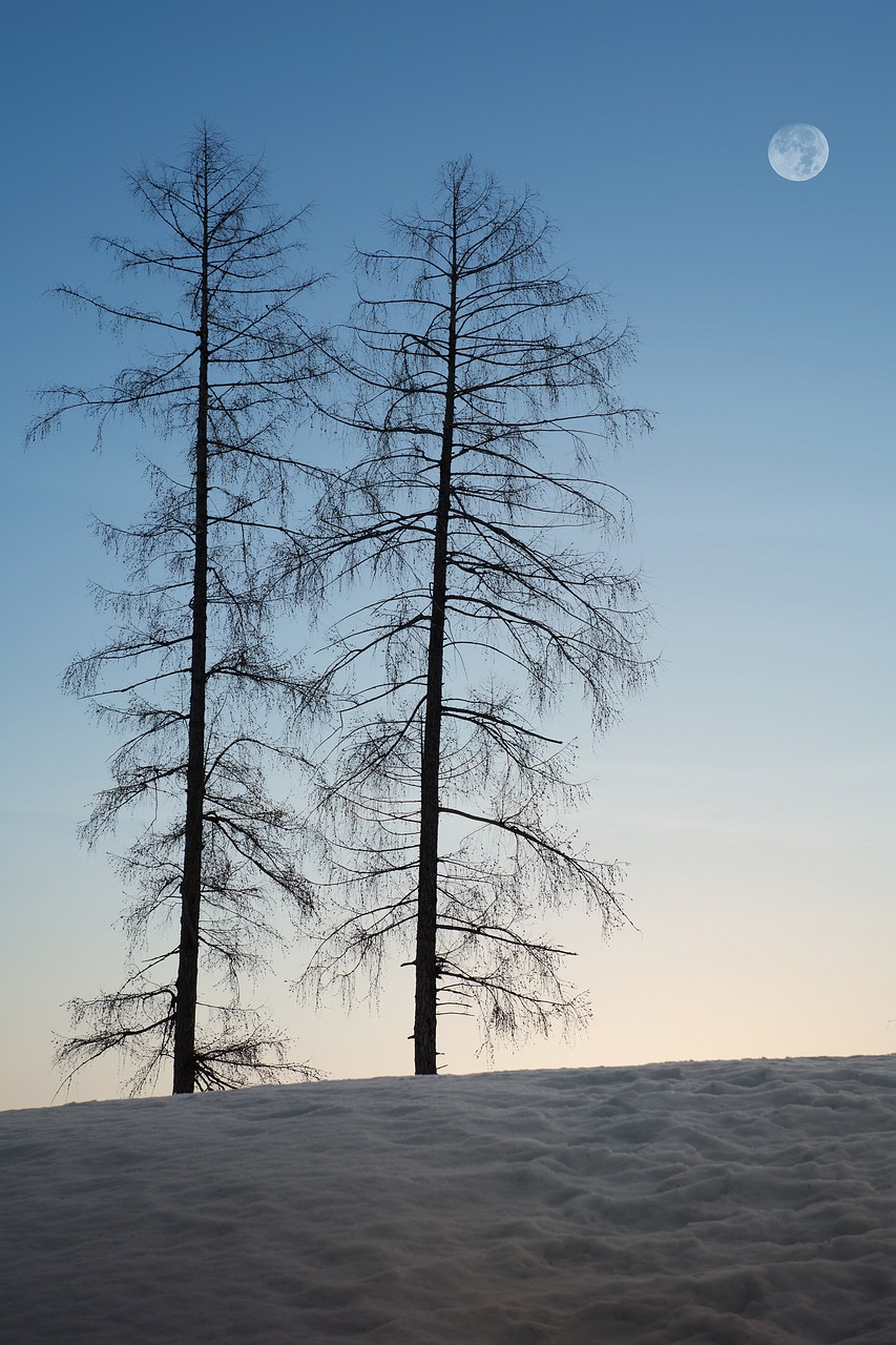 trees  winter  snow free photo