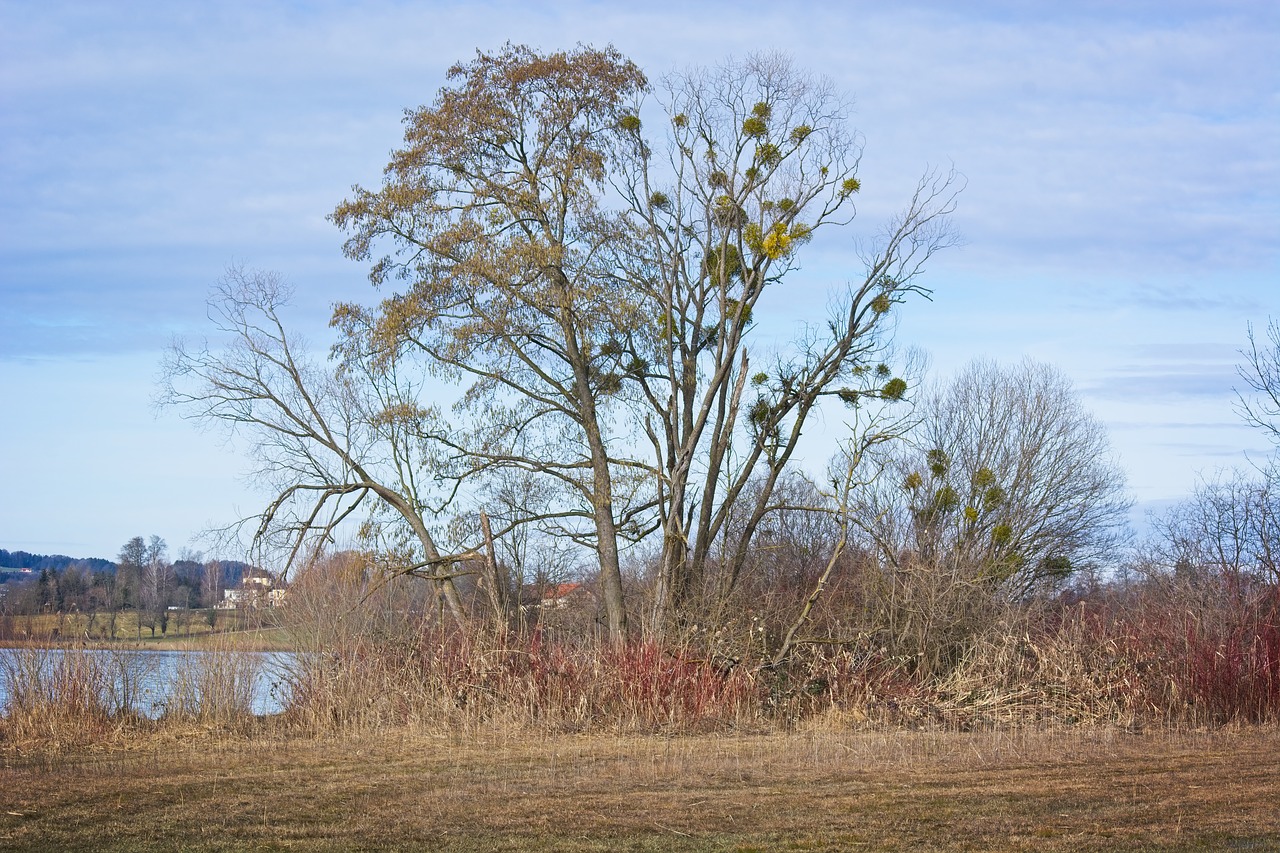 trees  autumn  spring free photo