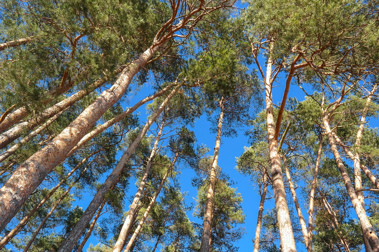 trees  pine  log free photo