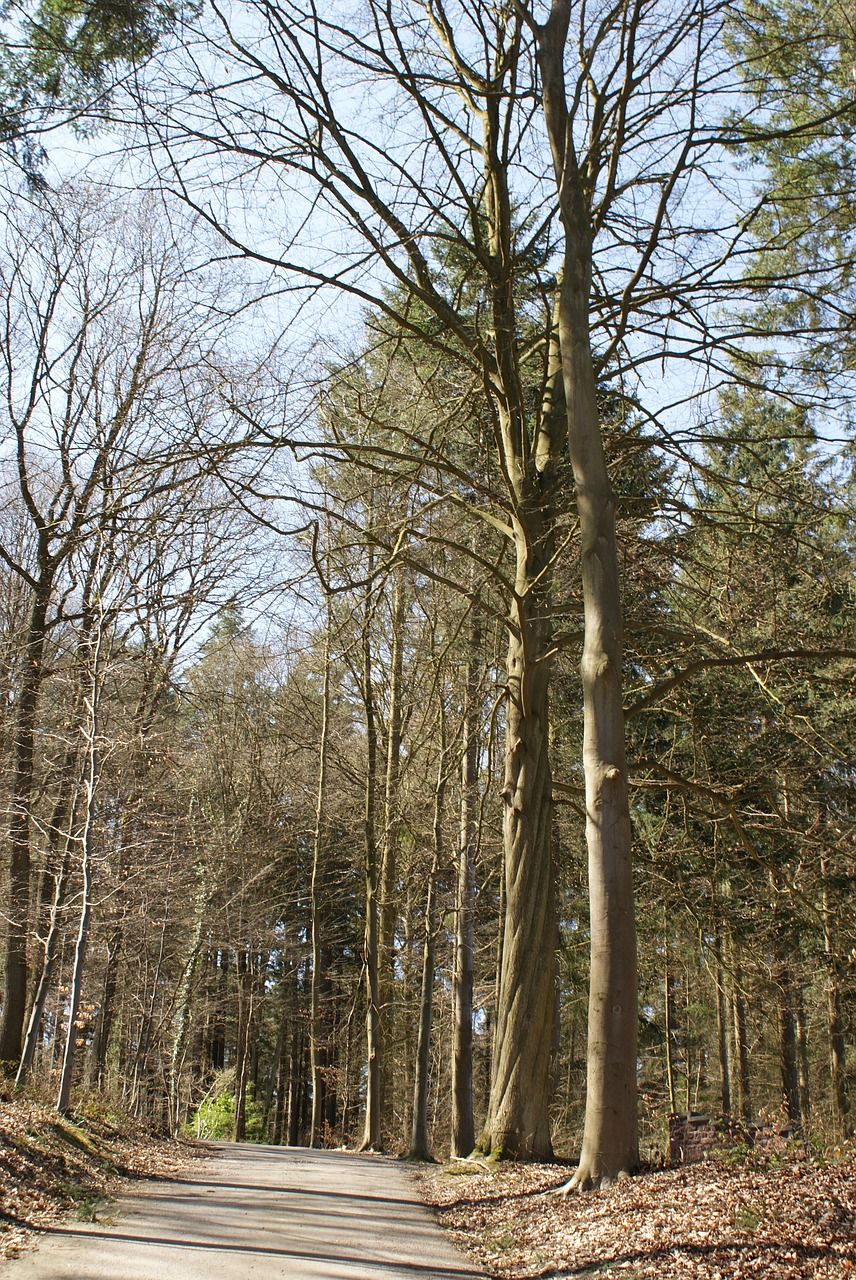 trees  nature  arboretum free photo