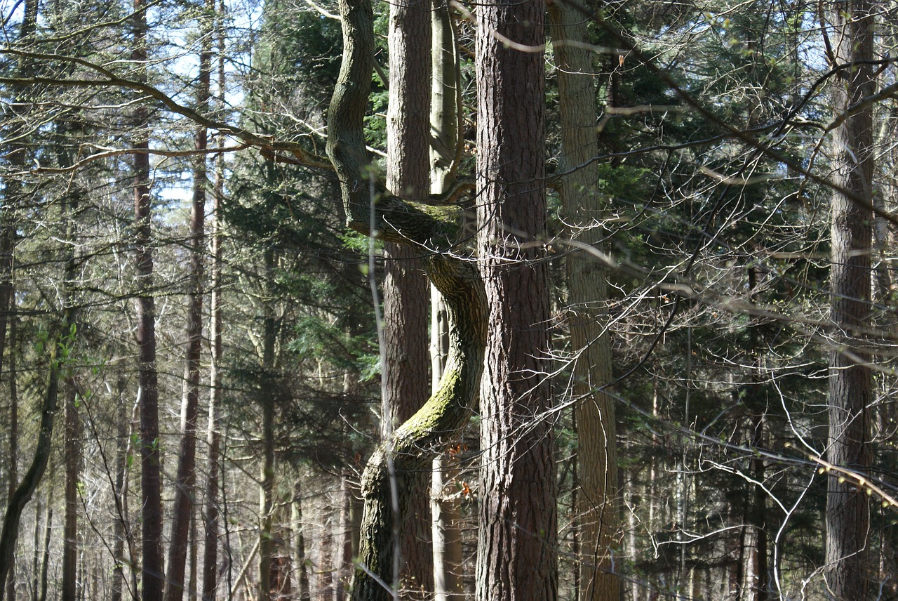 trees  nature  arboretum free photo