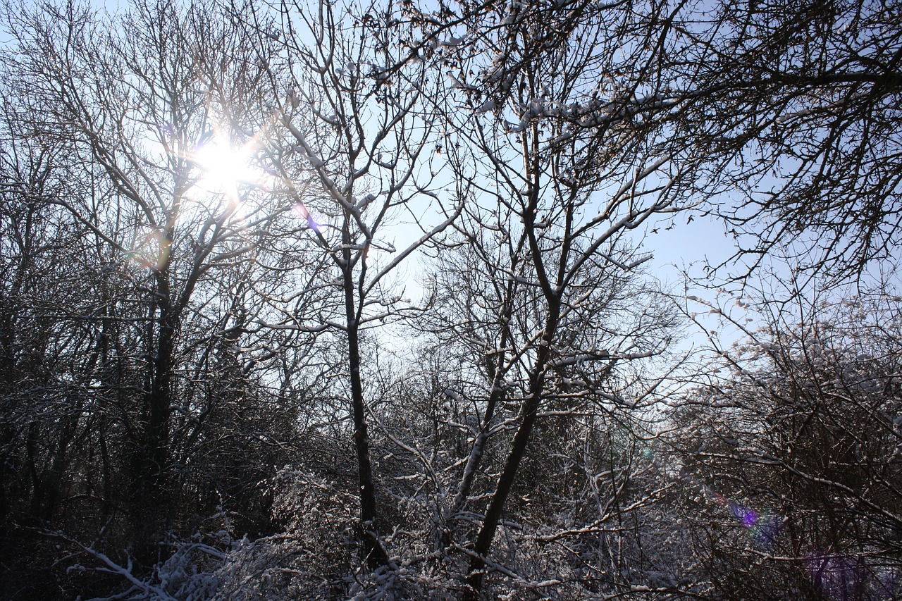 trees snow winter free photo