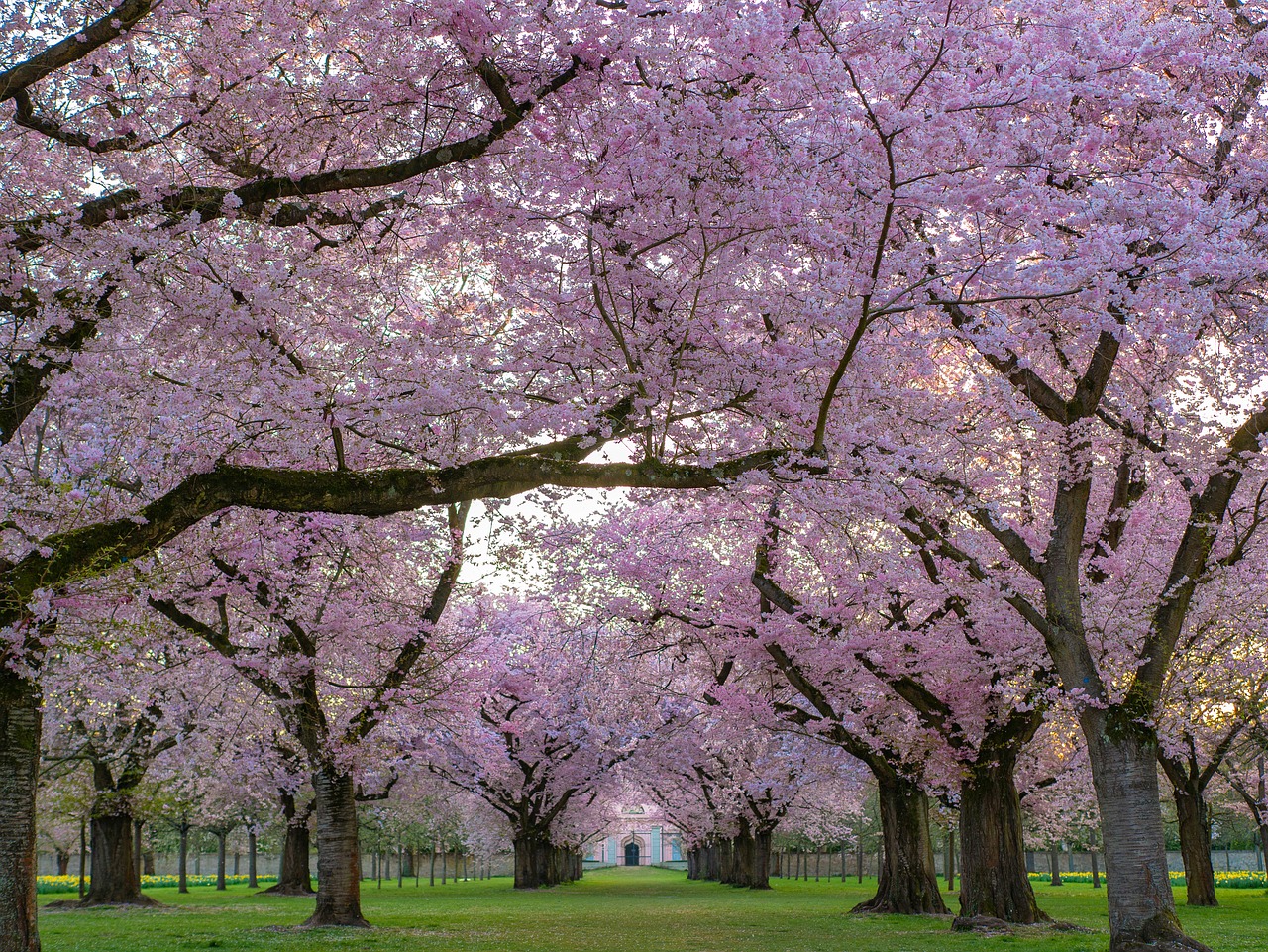 trees  ornamental cherry  cherry blossom free photo