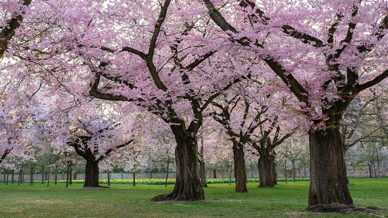 trees  ornamental cherry  cherry blossom free photo