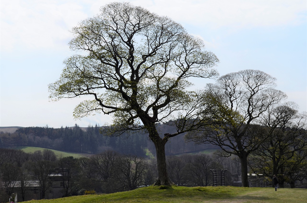 trees  country  park free photo