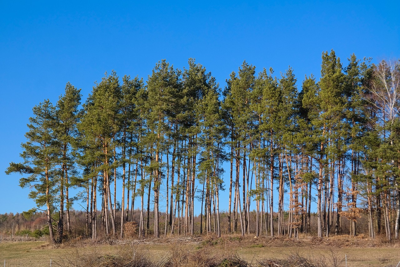 trees  pine  forest free photo