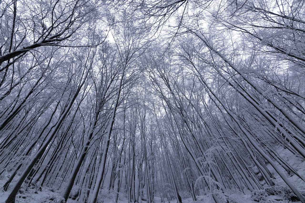 trees  winter  snow free photo