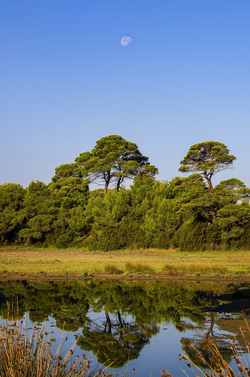 trees  reflections  water free photo