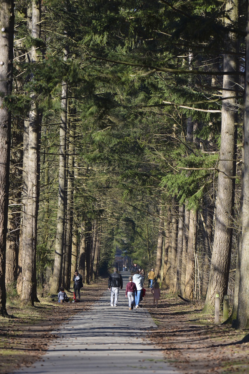 trees  walking path  nature free photo