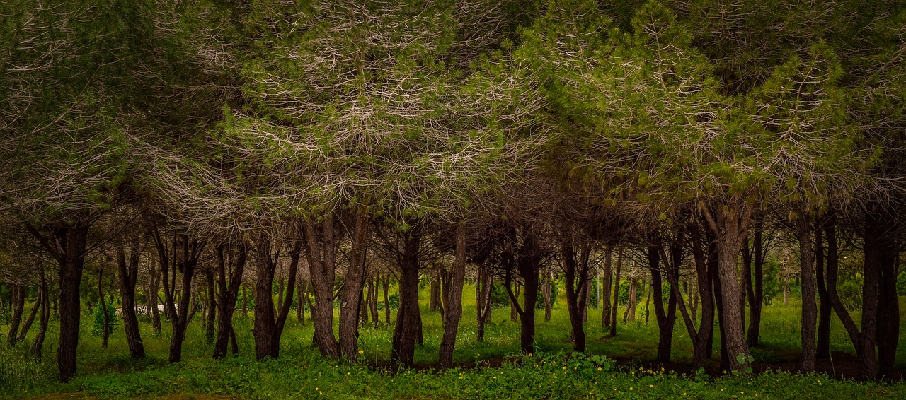 trees  park  nature free photo