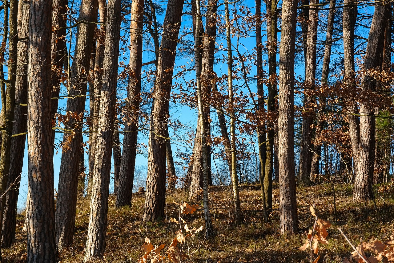 trees  log  tree trunks free photo