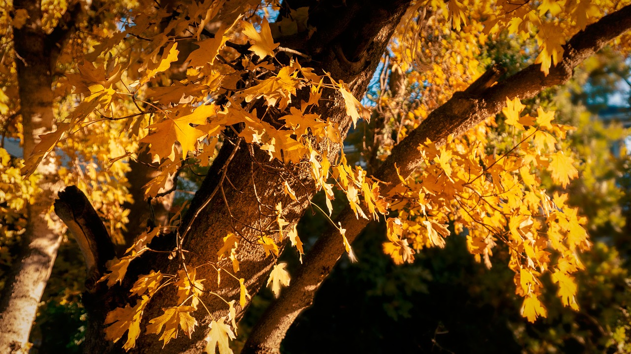 trees  leaves  autumn free photo