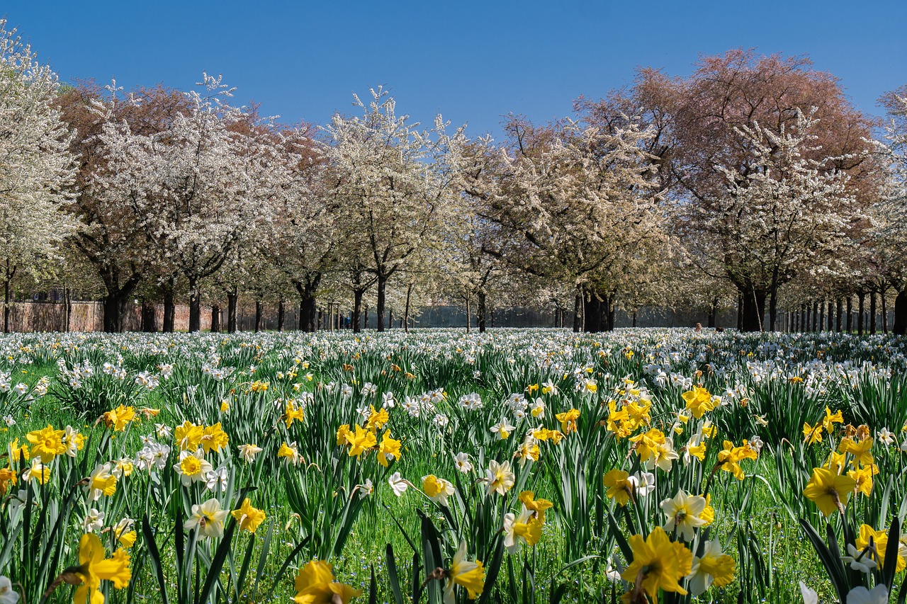 trees  park  flowering trees free photo