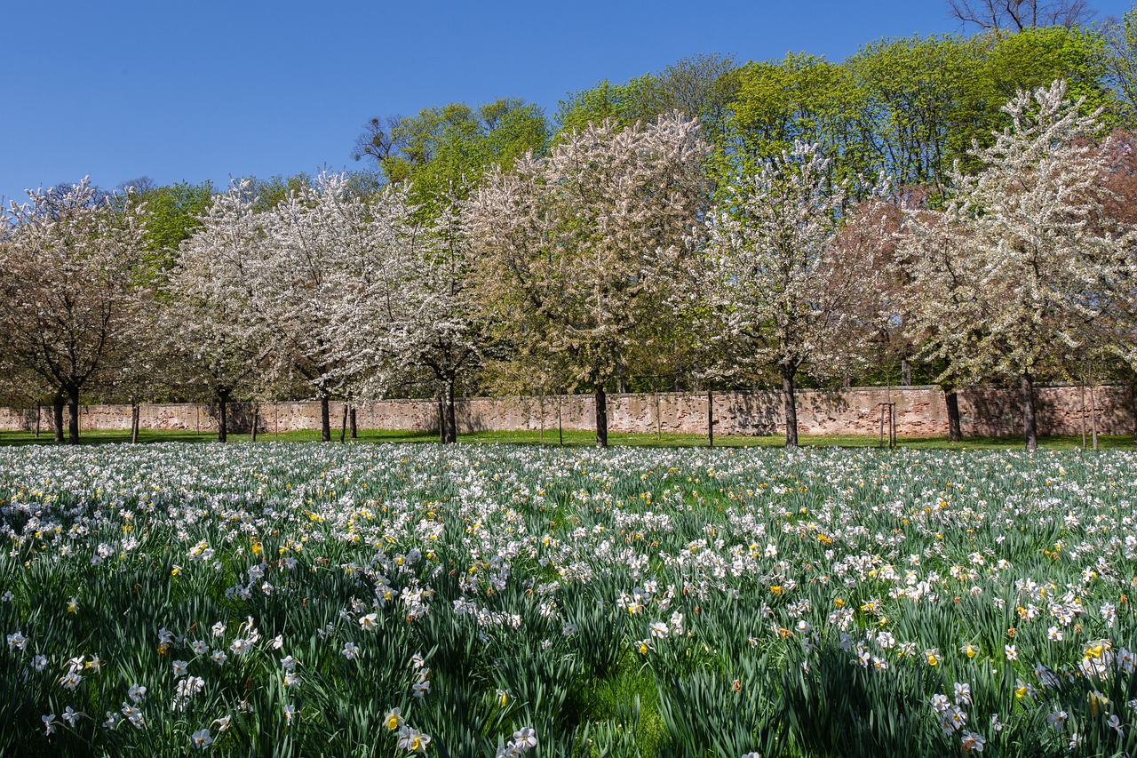 trees  field of flowers  spring free photo