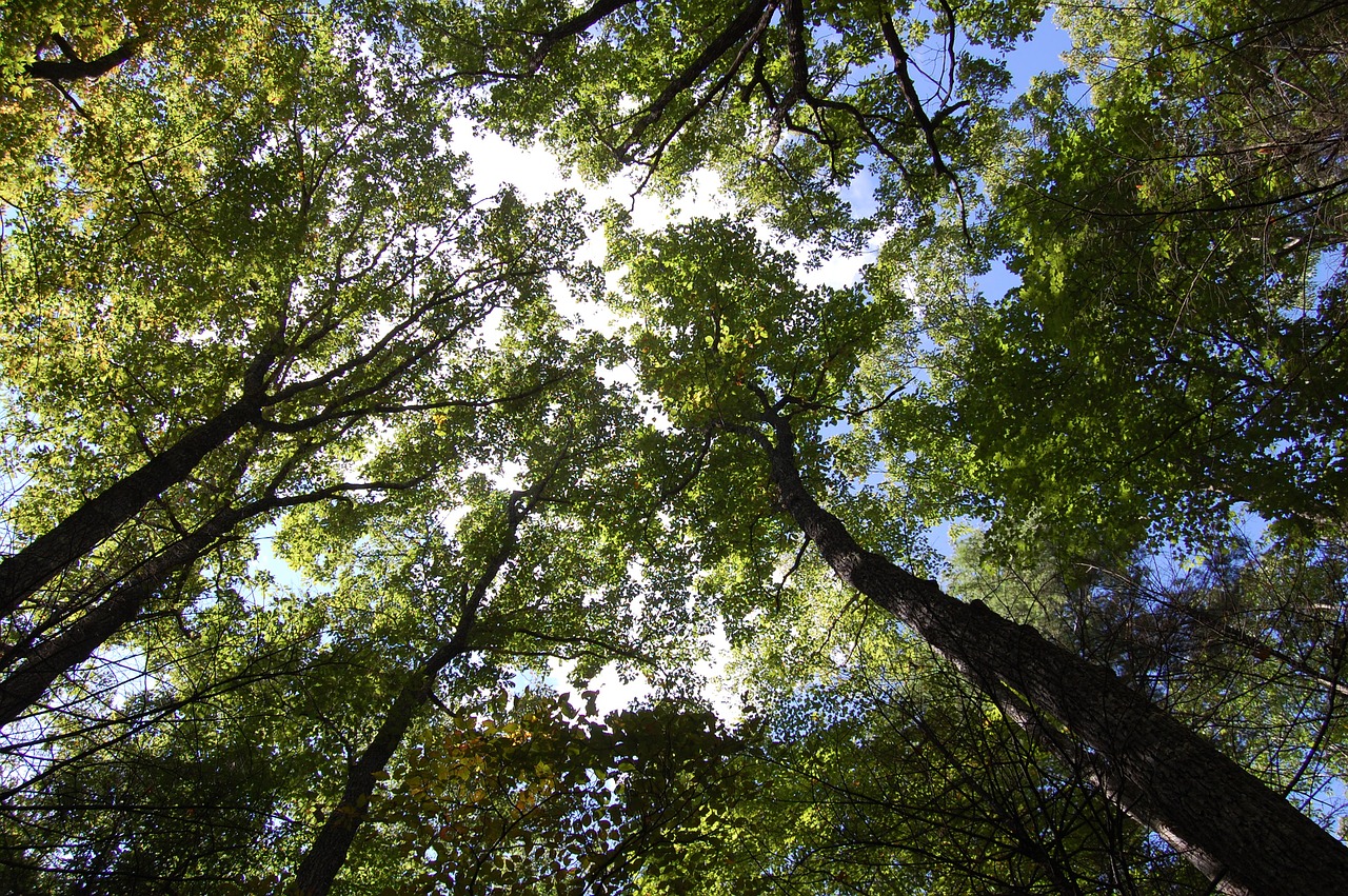 trees  sky  clouds free photo