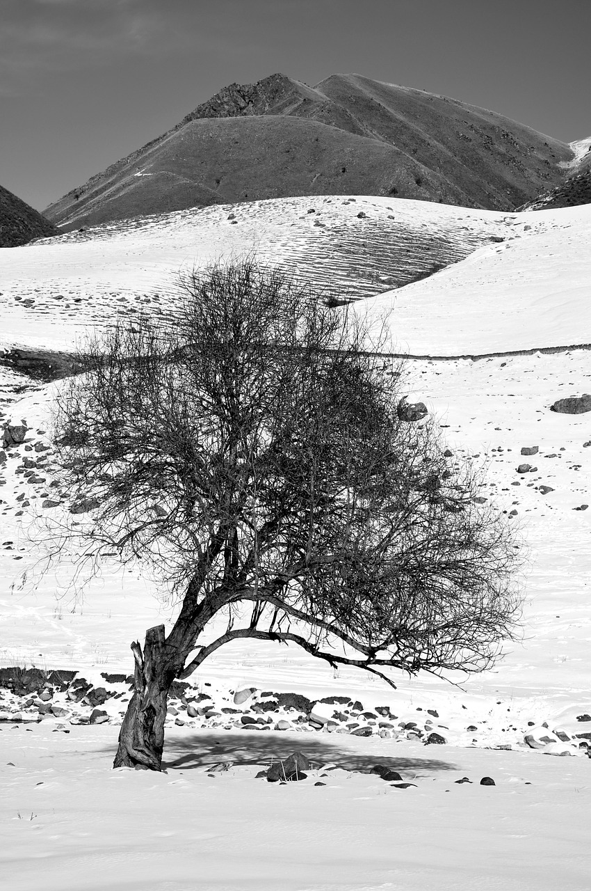 trees nature winter free photo