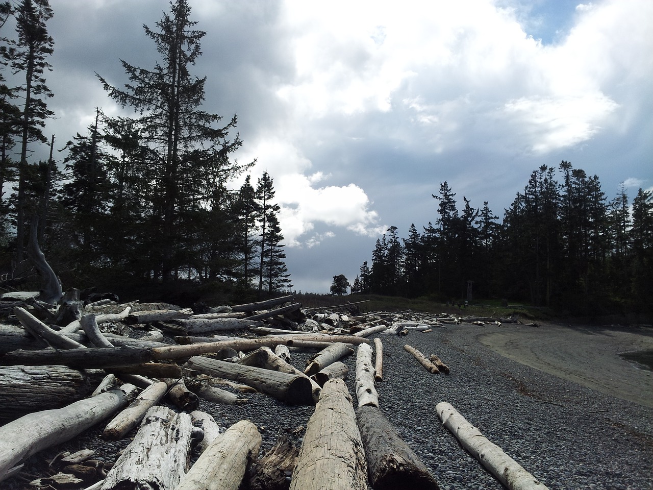 trees wood driftwood free photo