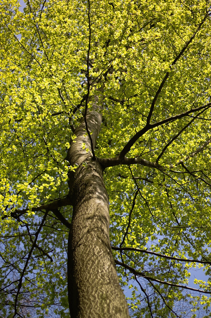 trees  forest  wood free photo