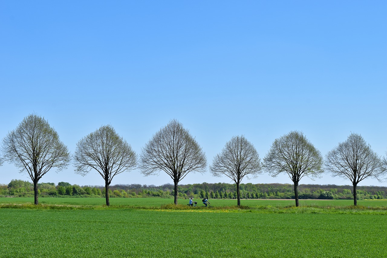 trees  row of trees  landscape free photo