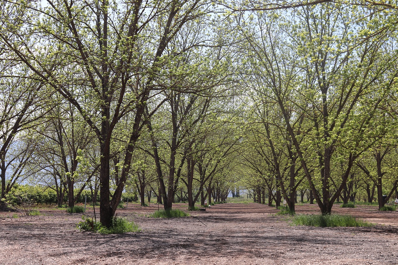 trees  forest  nature free photo