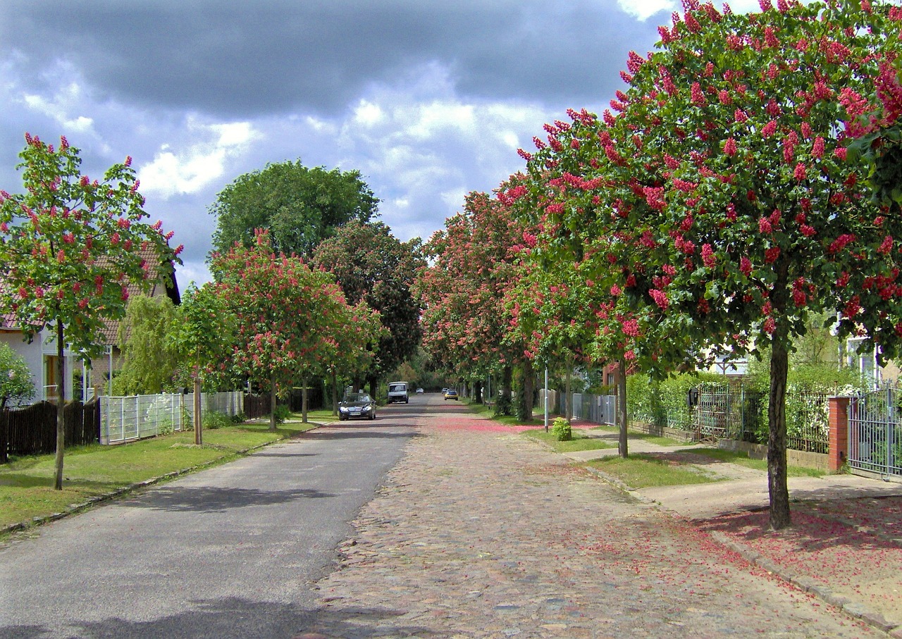 trees road autumn free photo