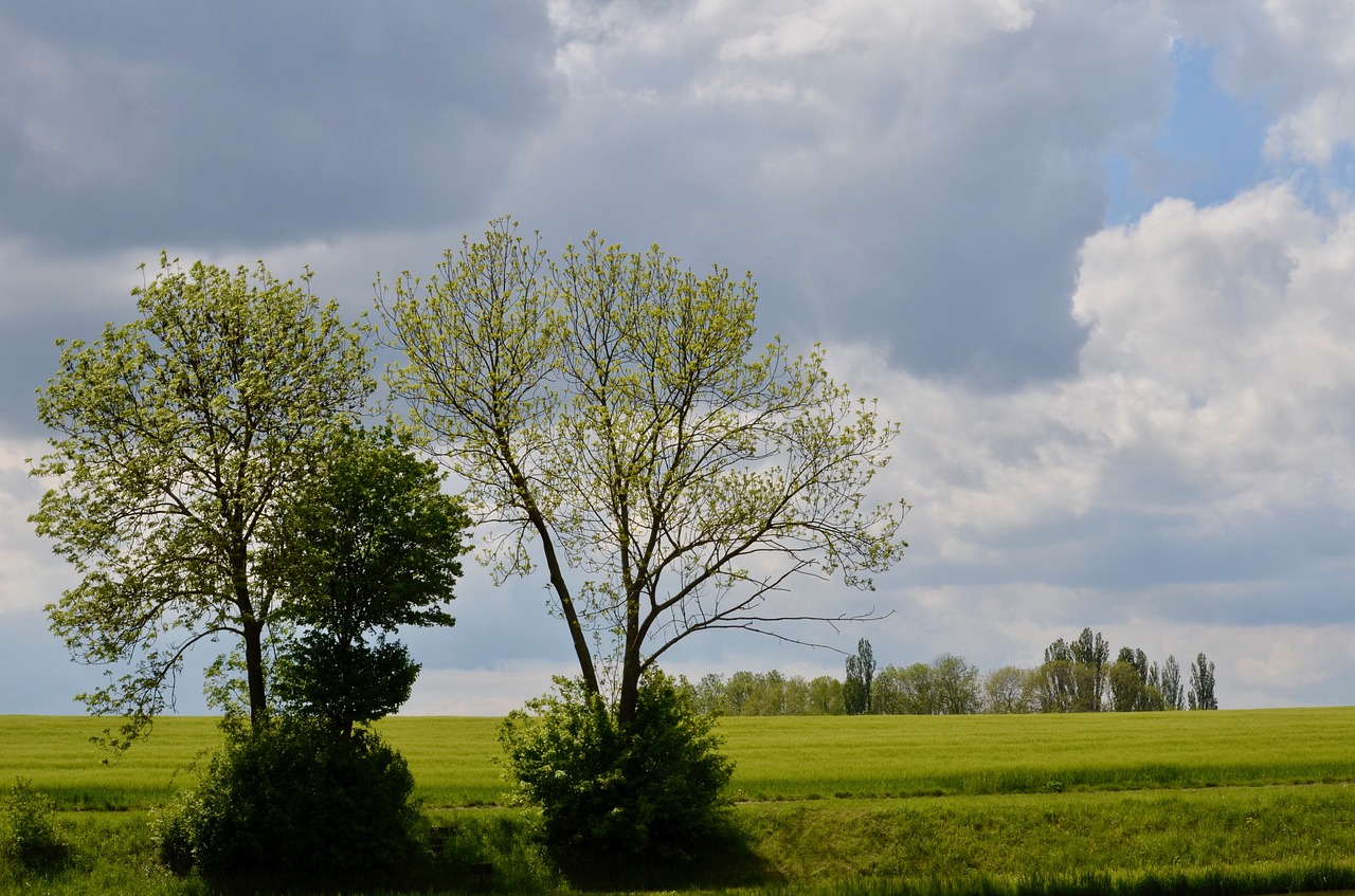 trees  landscape  fields free photo