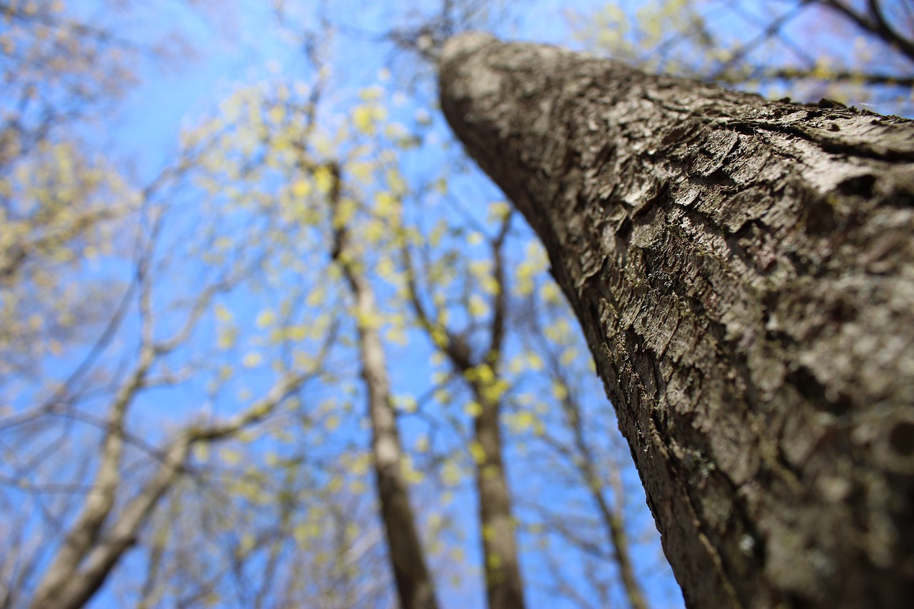 trees  forest  woods free photo