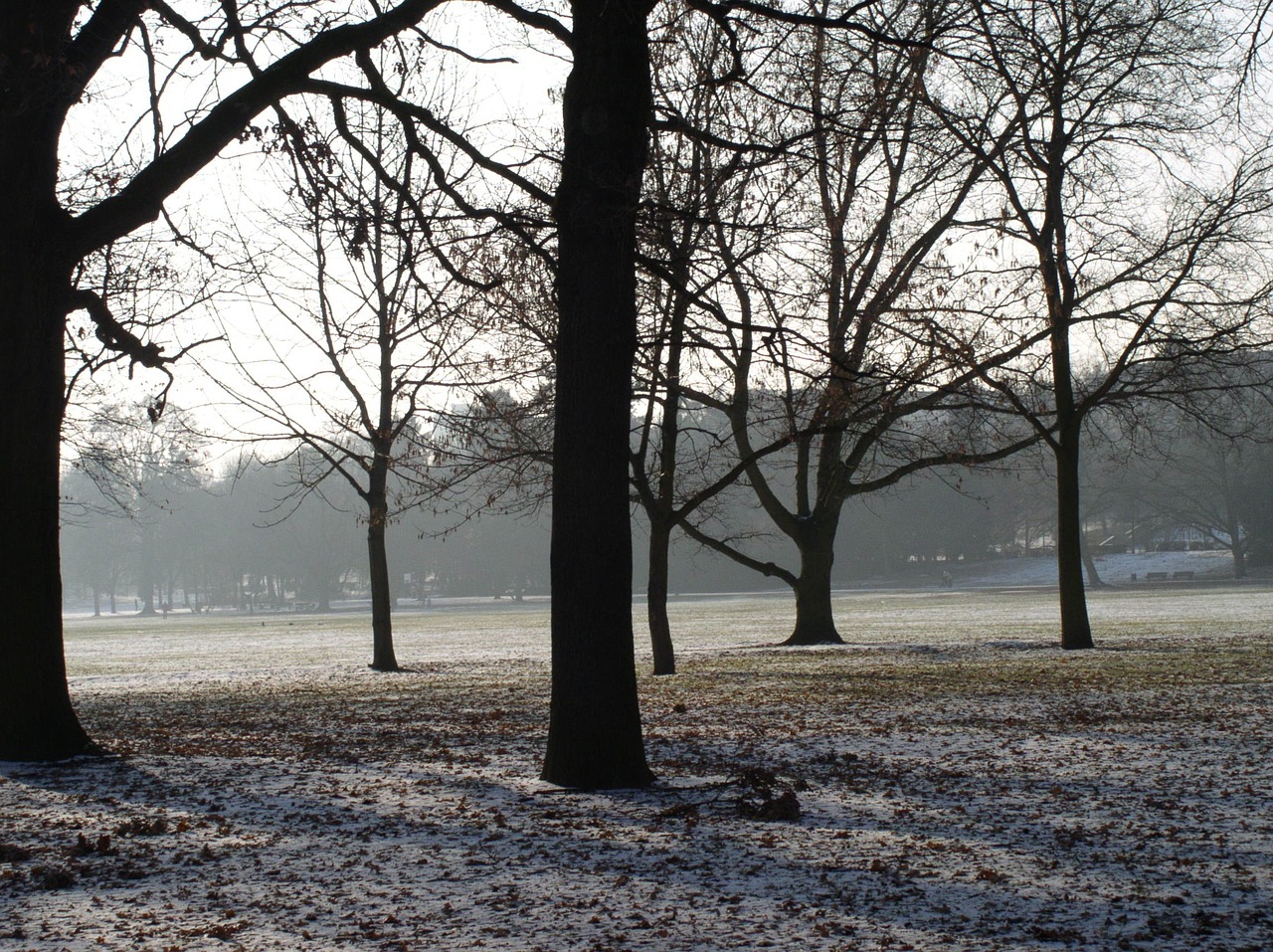 trees winter mood free photo