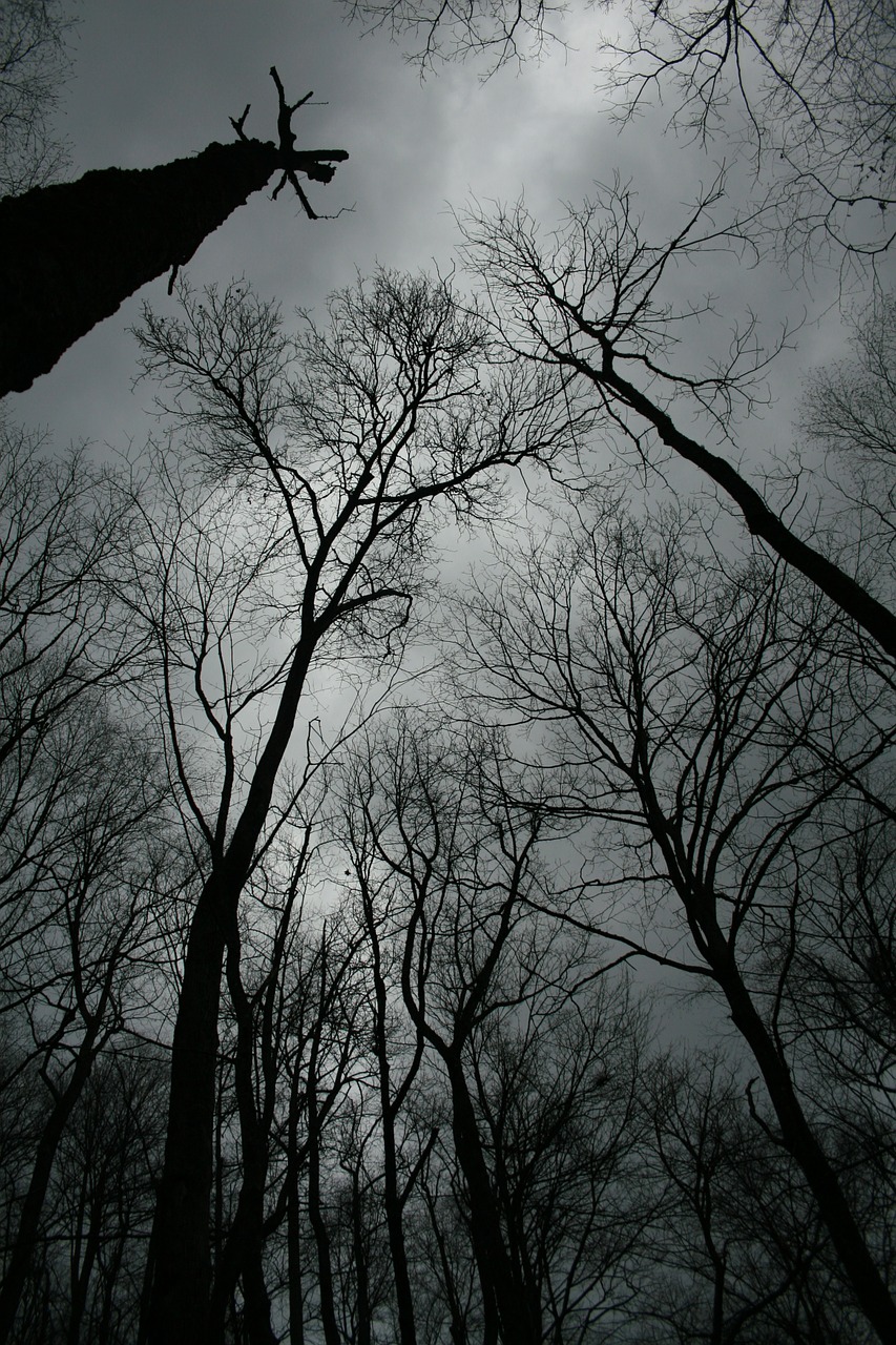 trees winter black free photo