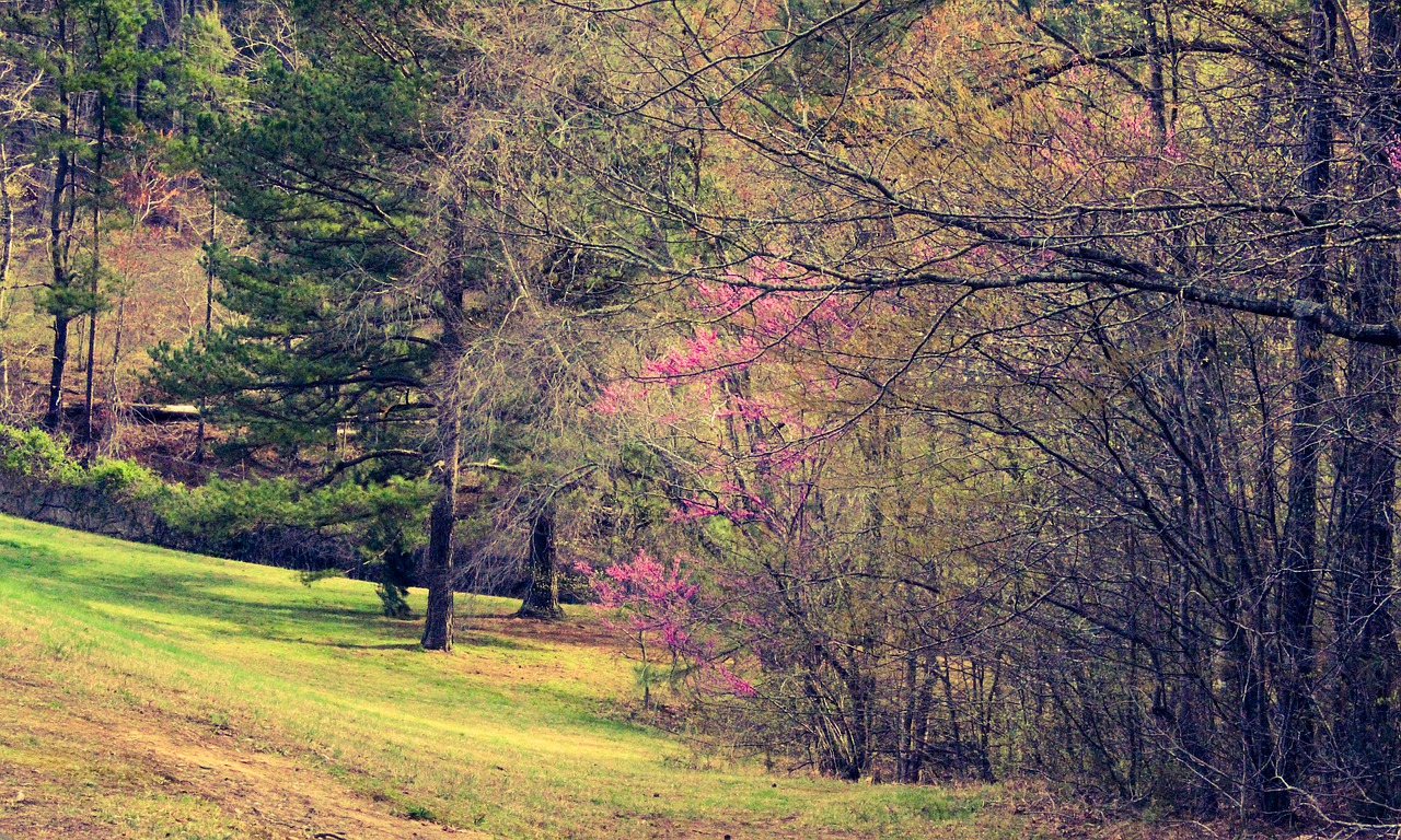 trees  grass  spring free photo