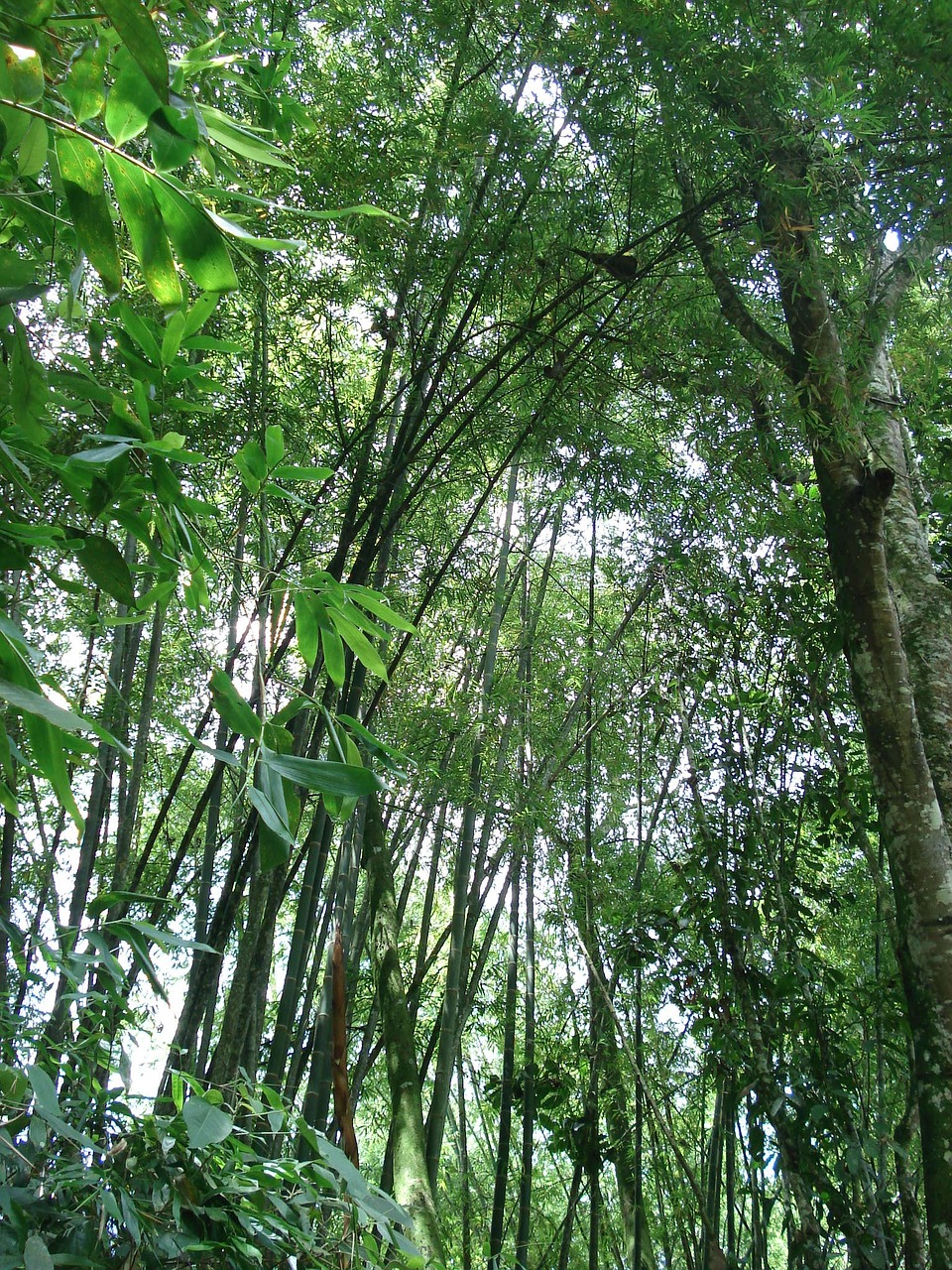 trees nature ecology free photo